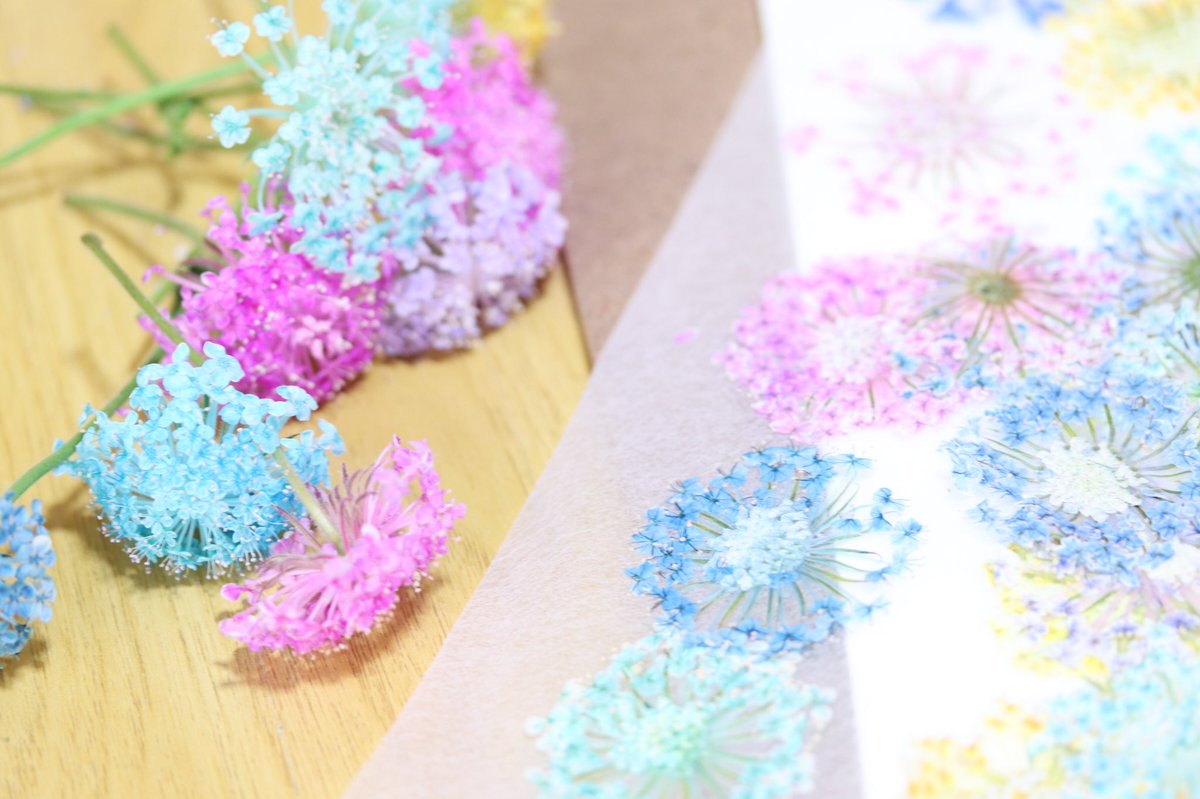 Pockets در توییتر 最近はまた押し花をしています 1枚づつカットして ちまちま押していたのだけど 大変すぎて 試しに一気に押してみました 水分が多いお花みたいでシリカゲルへ アイロンできる押し花シートも買ってみました 明日 使ってみよう