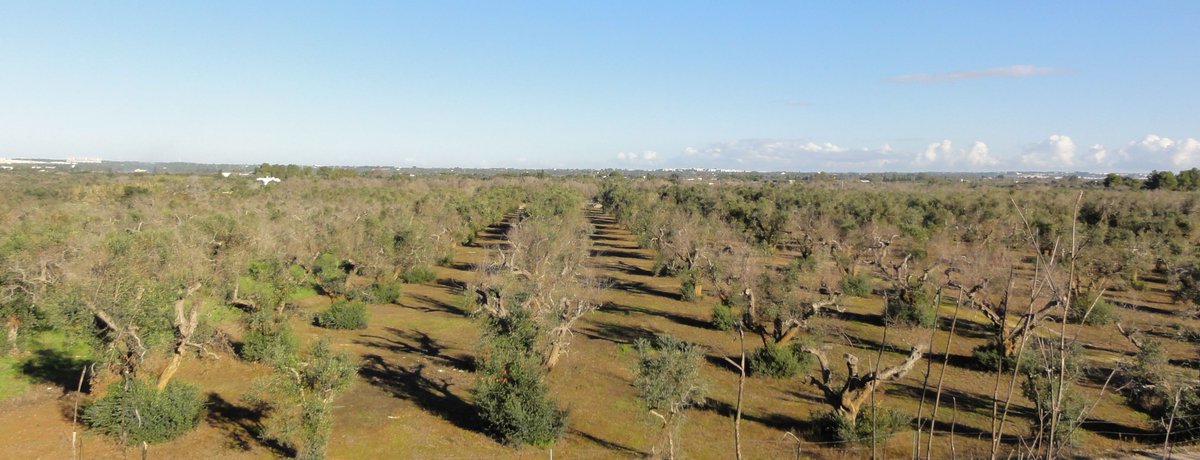 PTI-SolXyl tweet media