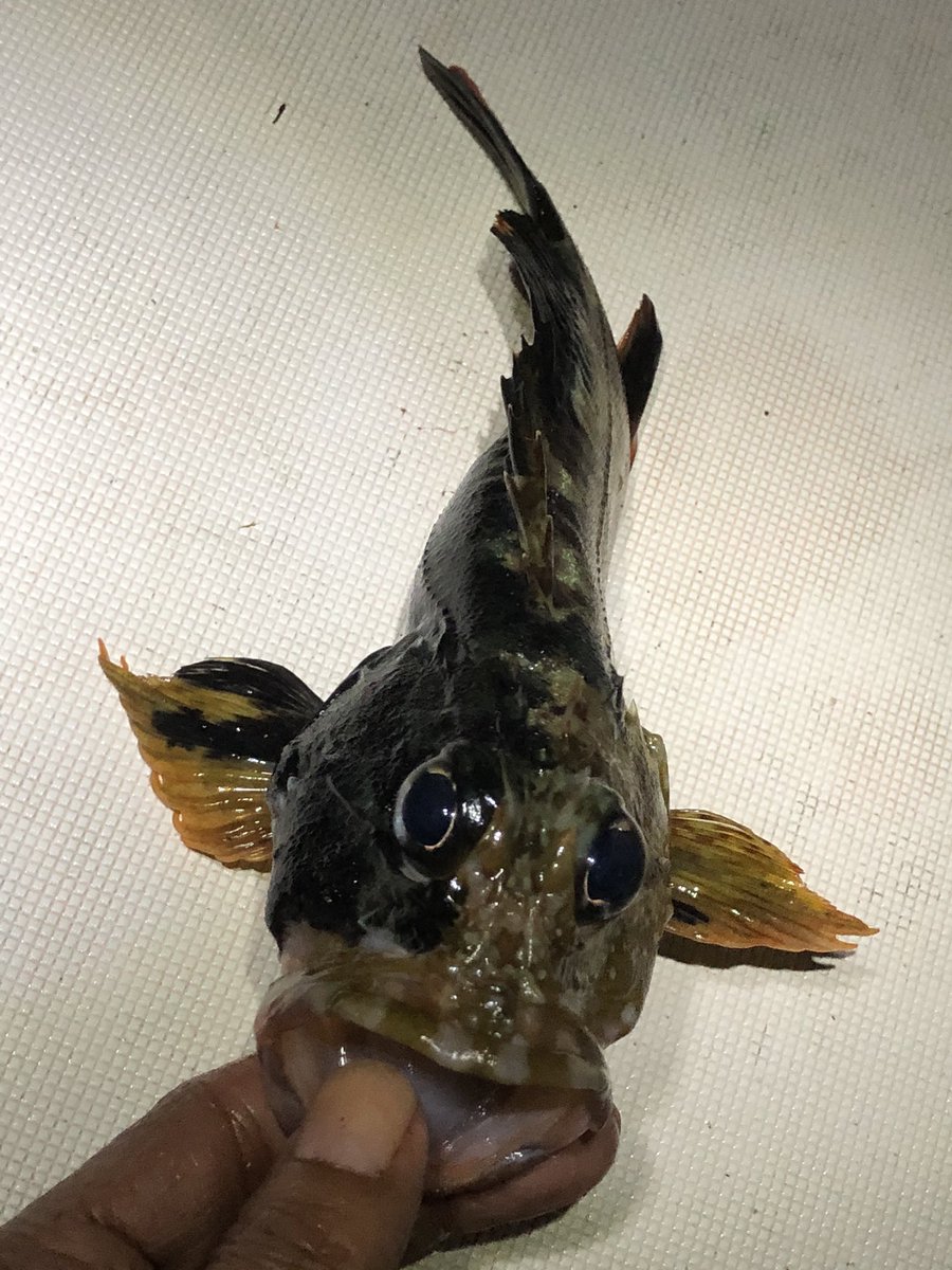 devil8179's tweet photo. 和歌山港で釣れた不思議柄のガシラ🎣
頭だけ黒柄の子と半分黒の子！こんな柄のガシラ初めて釣った♪ムラソイとのハイブリッドなのか？ https://t.co/WHKJ20RTsX