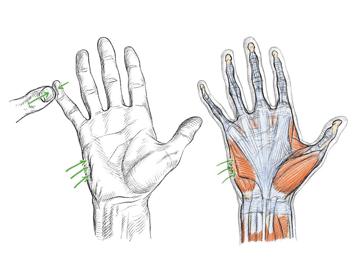 「短掌筋。首から下の領域で皮膚に停止する珍しい筋。手のひらの側面にシワを作る。小指」|伊豆の美術解剖学者のイラスト