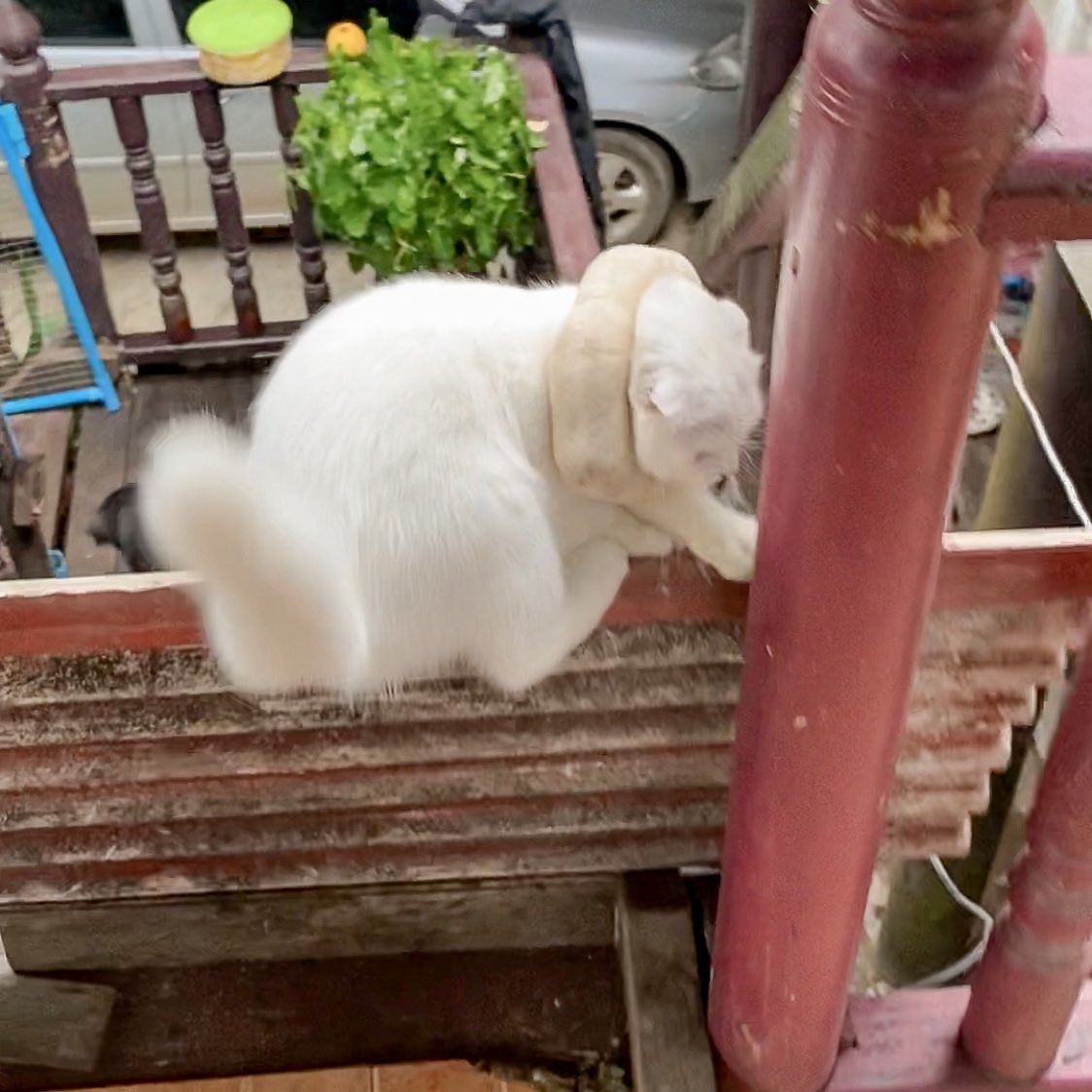 ૮꒰˵• ﻌ •˵꒱ა tweet media