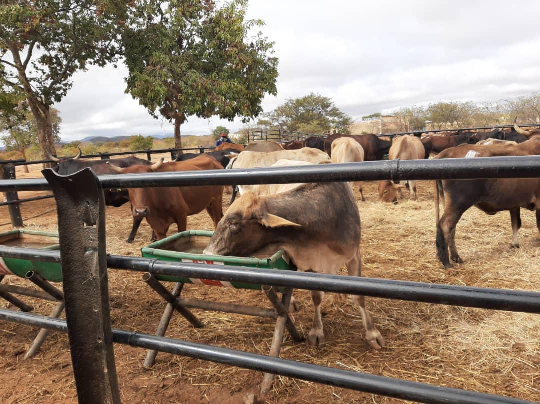 Zimbabwe Agricultural Society tweet media