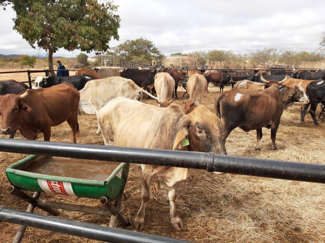 Zimbabwe Agricultural Society tweet media