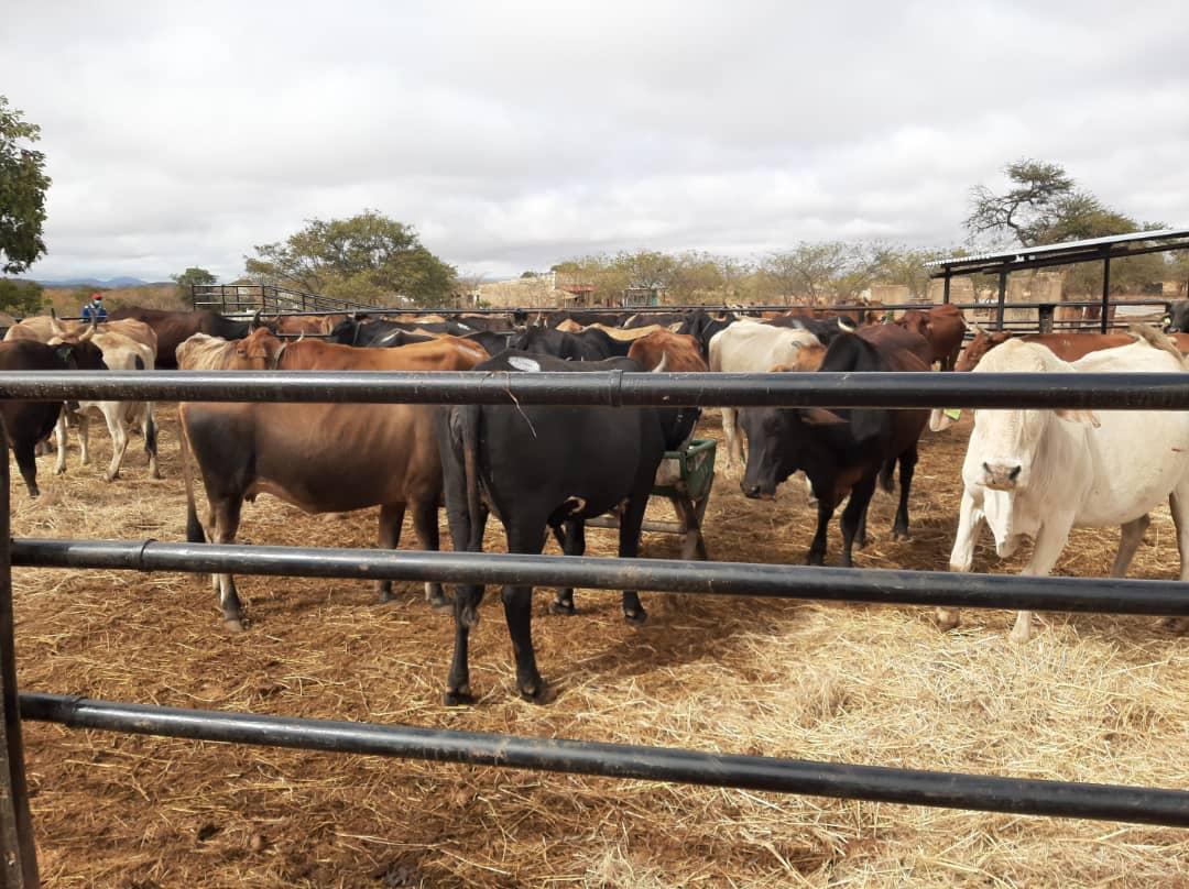 Zimbabwe Agricultural Society tweet media