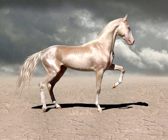 Jeanfortruth's tweet photo. 아칼 테케(Akhal-Teke)라는 투르크멘 말 품종이라고. 너무 비현실적인 아름다움이라 그 자체로 신수같다. https://t.co/qZY0GP2kWw
