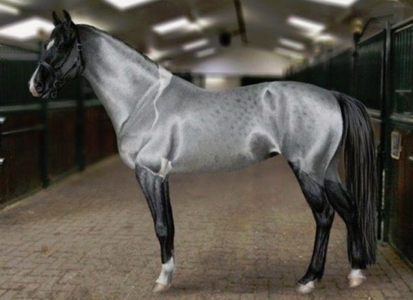 Jeanfortruth's tweet photo. 아칼 테케(Akhal-Teke)라는 투르크멘 말 품종이라고. 너무 비현실적인 아름다움이라 그 자체로 신수같다. https://t.co/qZY0GP2kWw