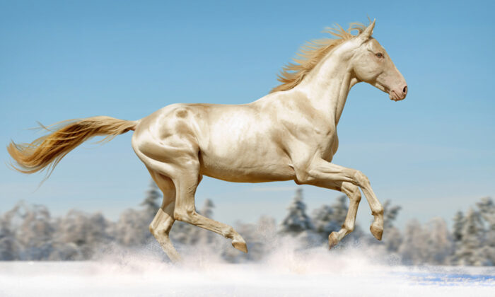 Jeanfortruth's tweet photo. 아칼 테케(Akhal-Teke)라는 투르크멘 말 품종이라고. 너무 비현실적인 아름다움이라 그 자체로 신수같다. https://t.co/qZY0GP2kWw