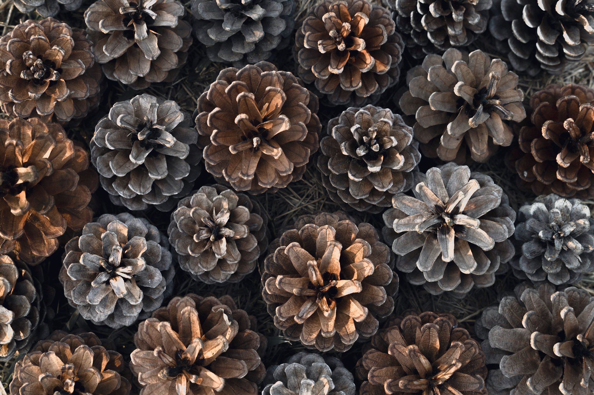 けんけん ｺﾐｹ2日目西え35b 松ぼっくり上から見ると花みたい綺麗 T Co Vtxfv4yjne Twitter