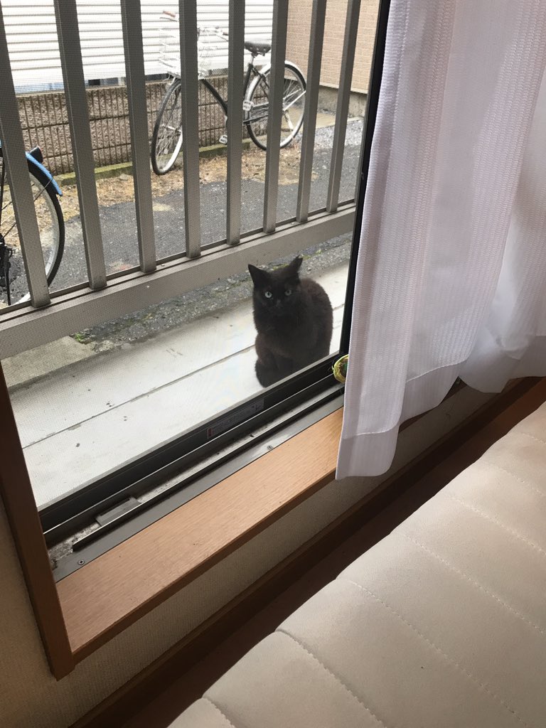 ベランダに来る猫に段ボールを与えたら かわいい毛玉が詰まってた 話題の画像プラス