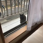 ベランダに来る猫に段ボールを与えたら？かわいい毛玉が詰まってたw