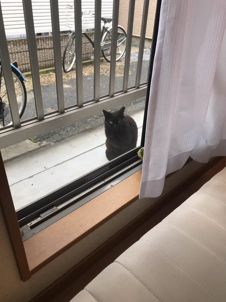 ベランダに来る猫に段ボールを与えたら？かわいい毛玉が詰まってたｗｗ
