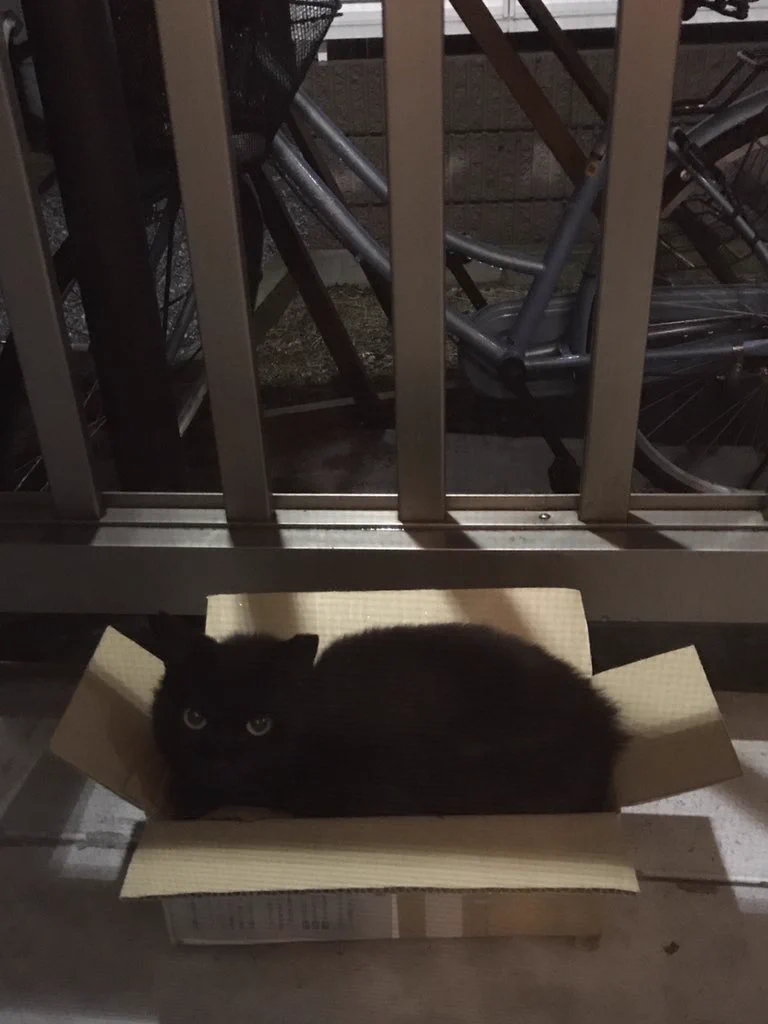 ベランダに来る猫に段ボールを与えたら？かわいい毛玉が詰まってたｗｗ