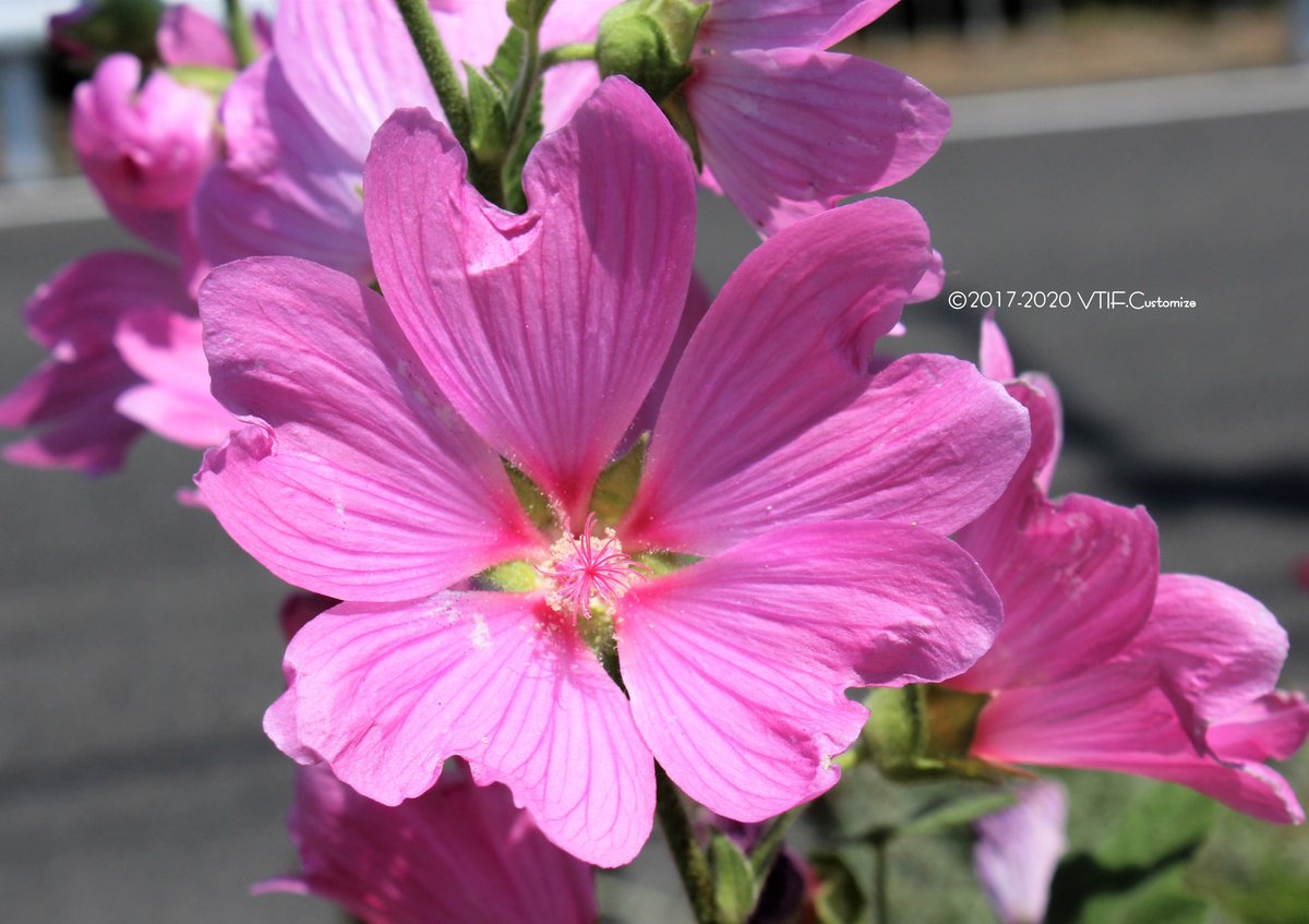 Vtifカスタマイズ 先月まで謎だったお花です アオイ科ハナアオイ属のラバテラ 和名 花葵 枚目は鉢植えでラバテラのバイカラー は同じお宅の地植えの花葵さん 6月23日 誕生花の一つ 花葵 ラバテラ 花言葉 奉仕の精神 承諾 引き受けます