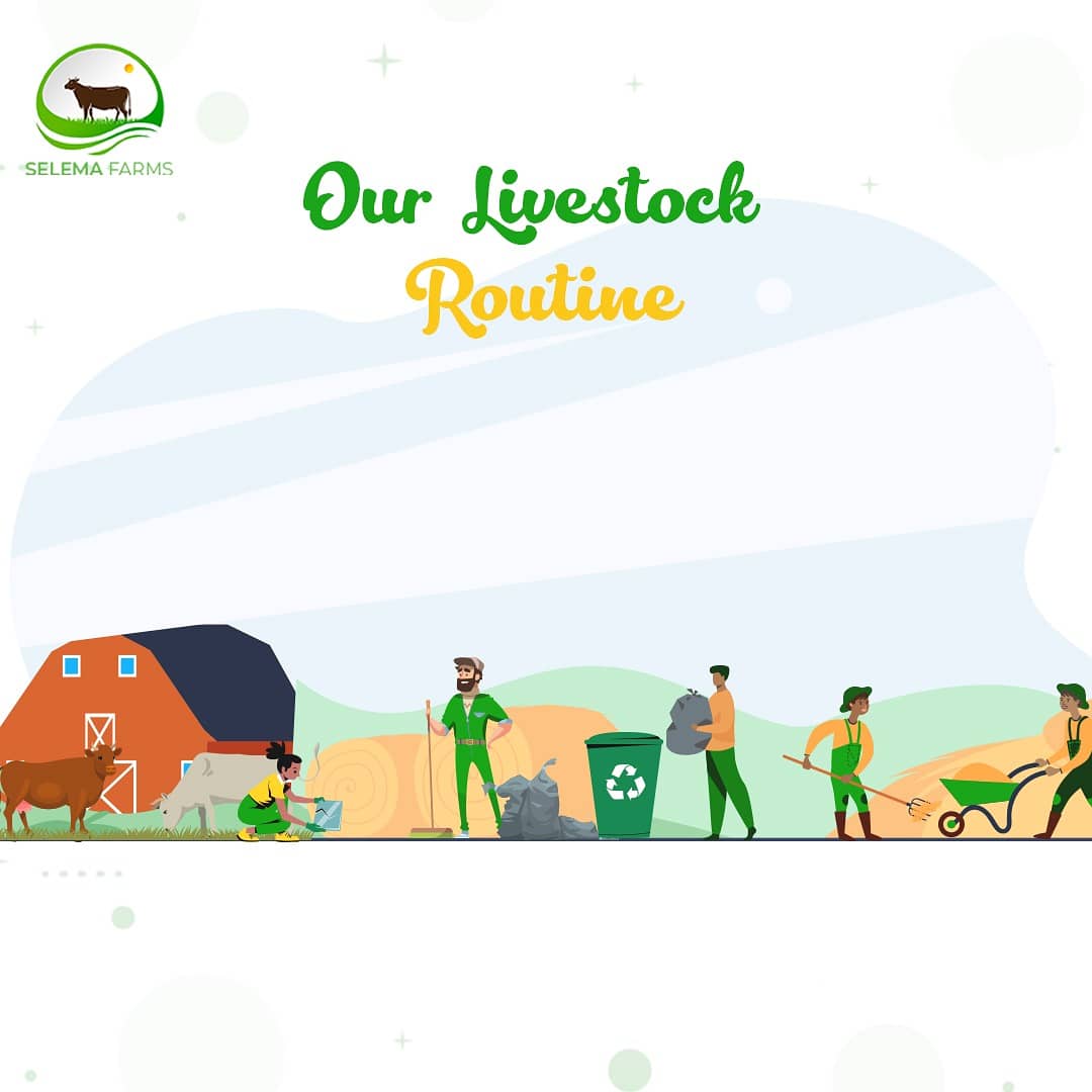 Selema_Farms's tweet photo. One of our practices at Selema farms is Maintaining a clean environment.

Find out in our blog post how we keep our farm clean and how you too can.

Link in bio.

#mondaythoughts #StrongerTogether https://t.co/FbrkfJnoJN