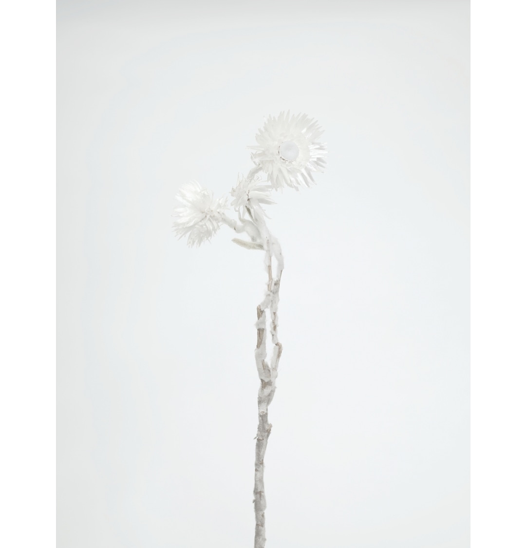 arsmz322's tweet photo. White

#photograghy #photo #flower https://t.co/E05q1uvynW