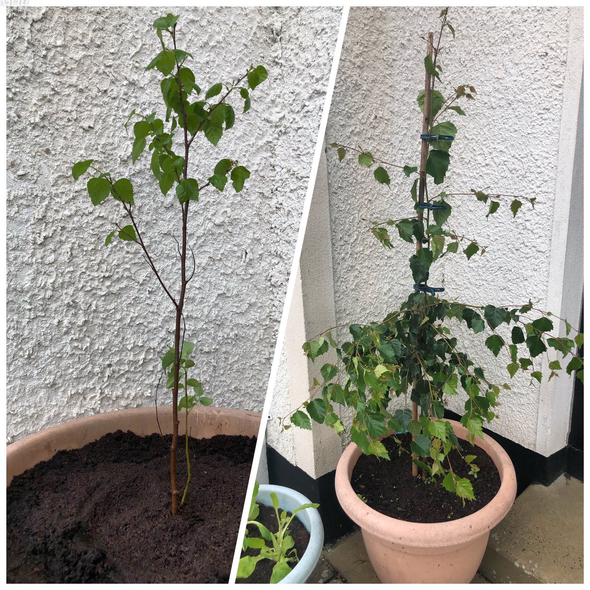 claremfriel's tweet photo. @balcastimber my little #silverbirch shooting up. 2 feet in 3 mths https://t.co/C0eRltUoeP
