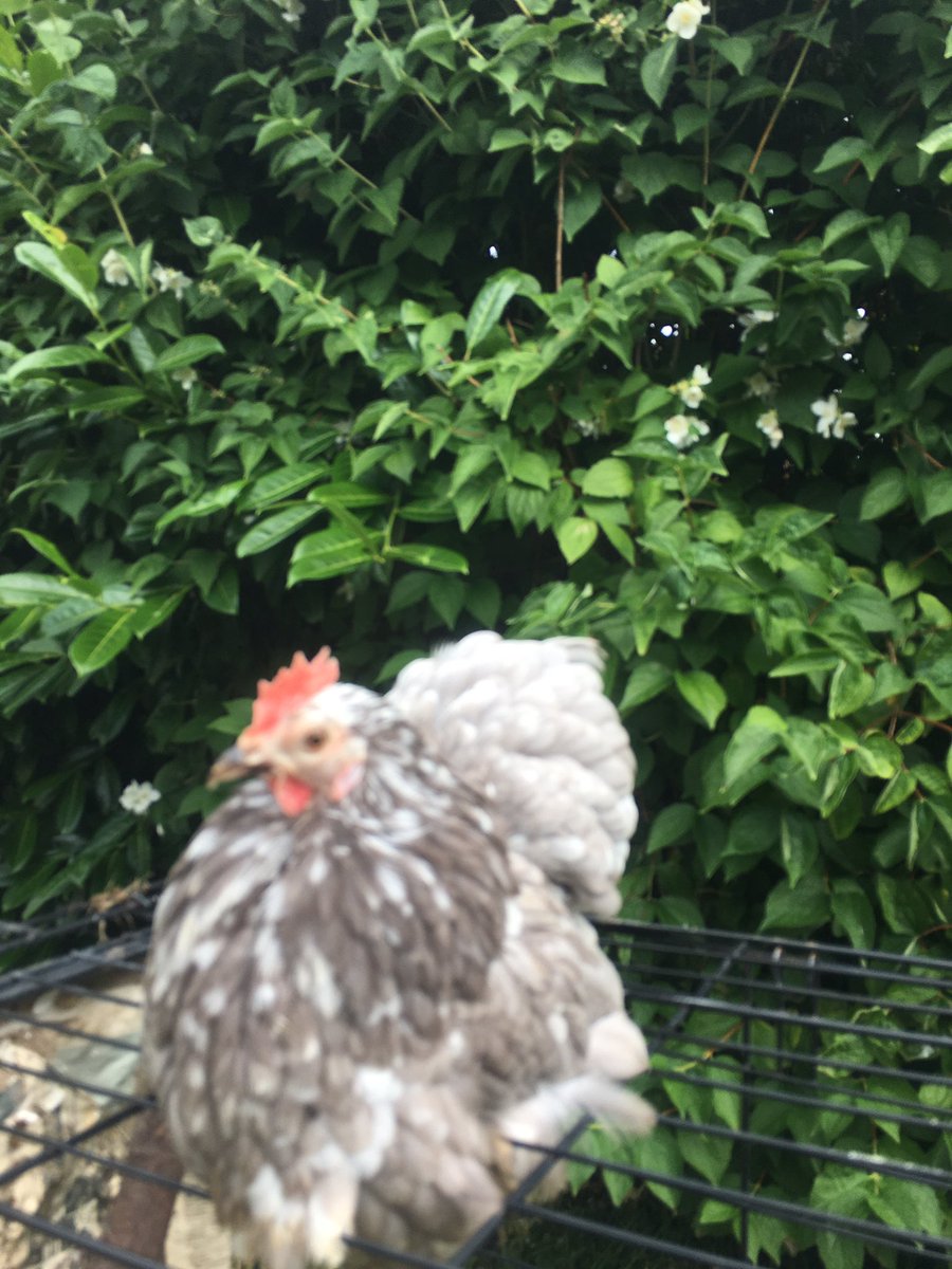 thehenhousefarm's tweet image. #happyhens #newhomes #expectantfamilies these are just some of the ladies going out to new customers today. We have a small list of CLUCK&amp;amp;COLLECT to be filled this week as our new birds come into the farm.