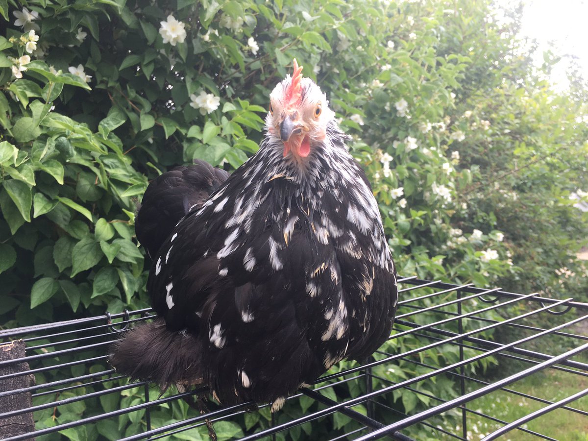 thehenhousefarm's tweet image. #happyhens #newhomes #expectantfamilies these are just some of the ladies going out to new customers today. We have a small list of CLUCK&amp;amp;COLLECT to be filled this week as our new birds come into the farm.