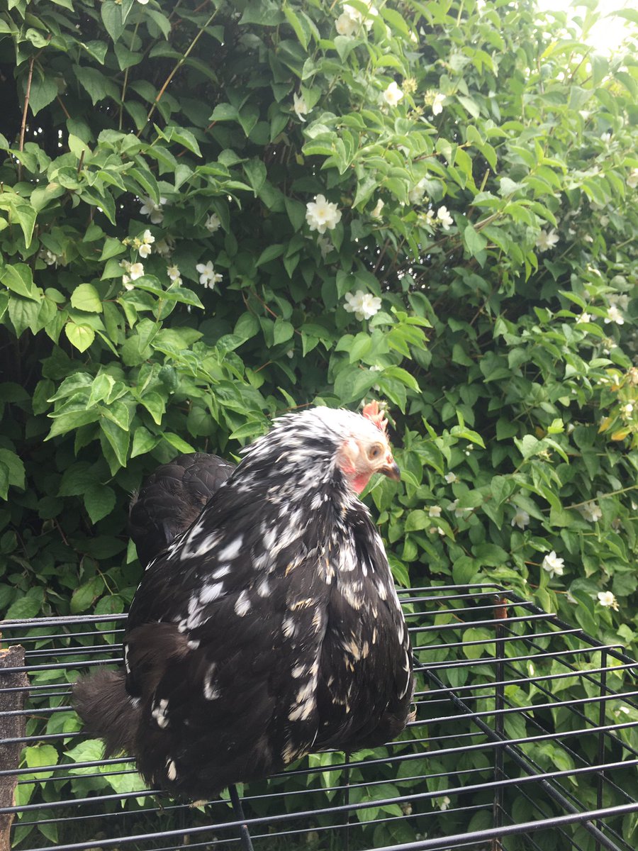 thehenhousefarm's tweet image. #happyhens #newhomes #expectantfamilies these are just some of the ladies going out to new customers today. We have a small list of CLUCK&amp;amp;COLLECT to be filled this week as our new birds come into the farm.
