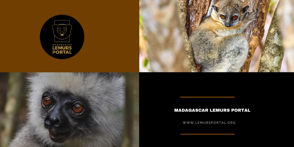 LemursPortal's tweet photo. A new week to learn more on #lemurs with Madagascar Lemurs Portal! 🐒🌱
👉 Stay connected
👉Visit our website https://t.co/5ijle7mbMC https://t.co/w4bFyrt81G