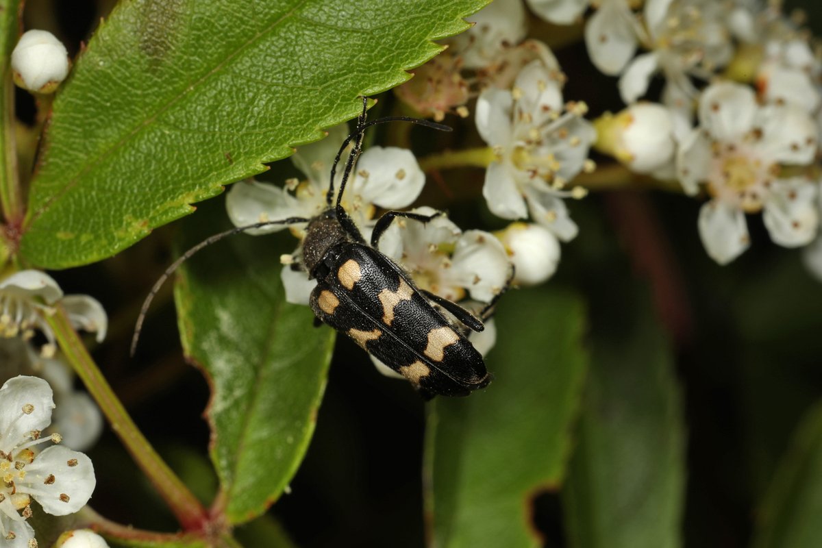 AlanWatsonFeat1's tweet image. Today is the start of National Insect Week - time to acknowledge &amp;amp; appreciate the 6 legged beings that are the majority of organisms in the UK. To start with, here's a relatively rare beetle,  the three-banded longhorn (Judolia sexmaculata), photographed at Findhorn last week.