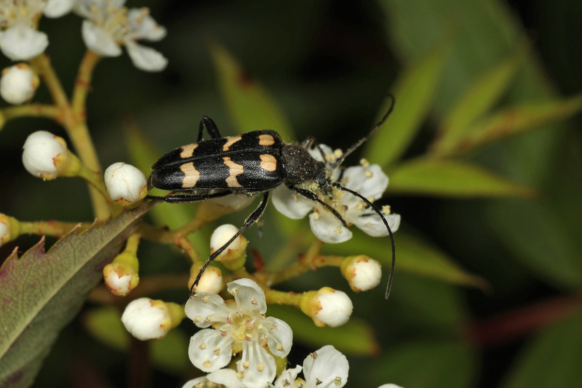 AlanWatsonFeat1's tweet image. Today is the start of National Insect Week - time to acknowledge &amp;amp; appreciate the 6 legged beings that are the majority of organisms in the UK. To start with, here's a relatively rare beetle,  the three-banded longhorn (Judolia sexmaculata), photographed at Findhorn last week.