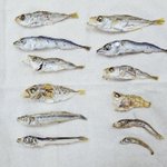 魚とあそぼう!めちゃくちゃ楽しい MIX煮干しとは？？