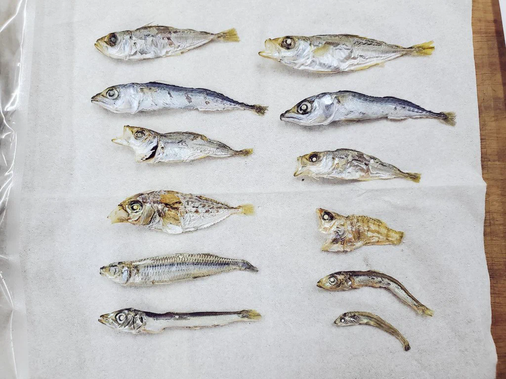 魚とあそぼう！めちゃくちゃ楽しい MIX煮干しとは？？