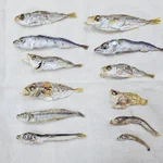 魚とあそぼう!めちゃくちゃ楽しい MIX煮干しとは？？