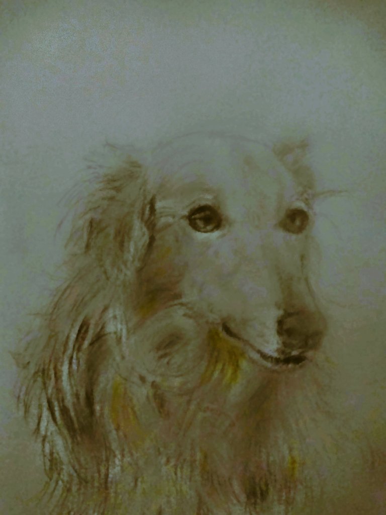 Judas En Twitter ボルゾイ系 これ始めた頃はある制作会社への追悼 自分の犬 それにボルゾイ ジャーマン アフガンをサクッと描いて終了してやろうと思ってた 今も気持自体変わらぬが何十周もしている 427犬種め イラスト 色鉛筆 色鉛筆画 動物画 犬の絵
