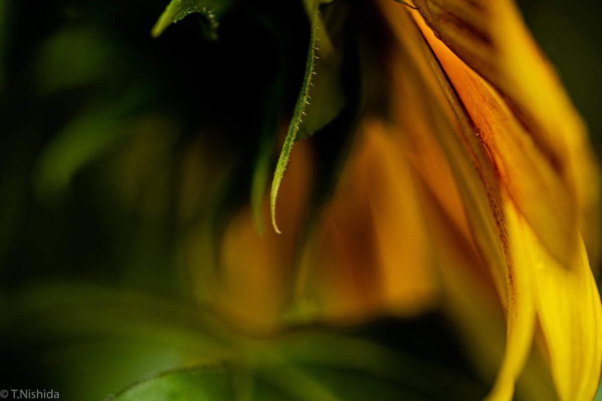 t_nishida3's tweet photo. 向日葵が咲き始めましたね♪
雨なのでダークに。

#α73  #FE90mm #Macro
#向日葵 #ヒマワリ
#断密 #一つも密が無いところ #人がいないところ
#写真好きな人と繋がりたい #ファインダー越しの私の世界
#写真で伝えたい私の世界 #被写体募集中 https://t.co/whfGw7Rm92