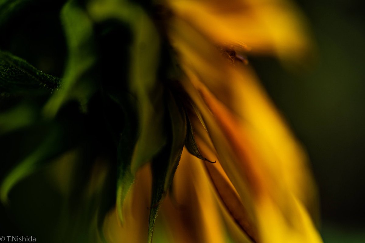 t_nishida3's tweet photo. 向日葵が咲き始めましたね♪
雨なのでダークに。

#α73  #FE90mm #Macro
#向日葵 #ヒマワリ
#断密 #一つも密が無いところ #人がいないところ
#写真好きな人と繋がりたい #ファインダー越しの私の世界
#写真で伝えたい私の世界 #被写体募集中 https://t.co/whfGw7Rm92