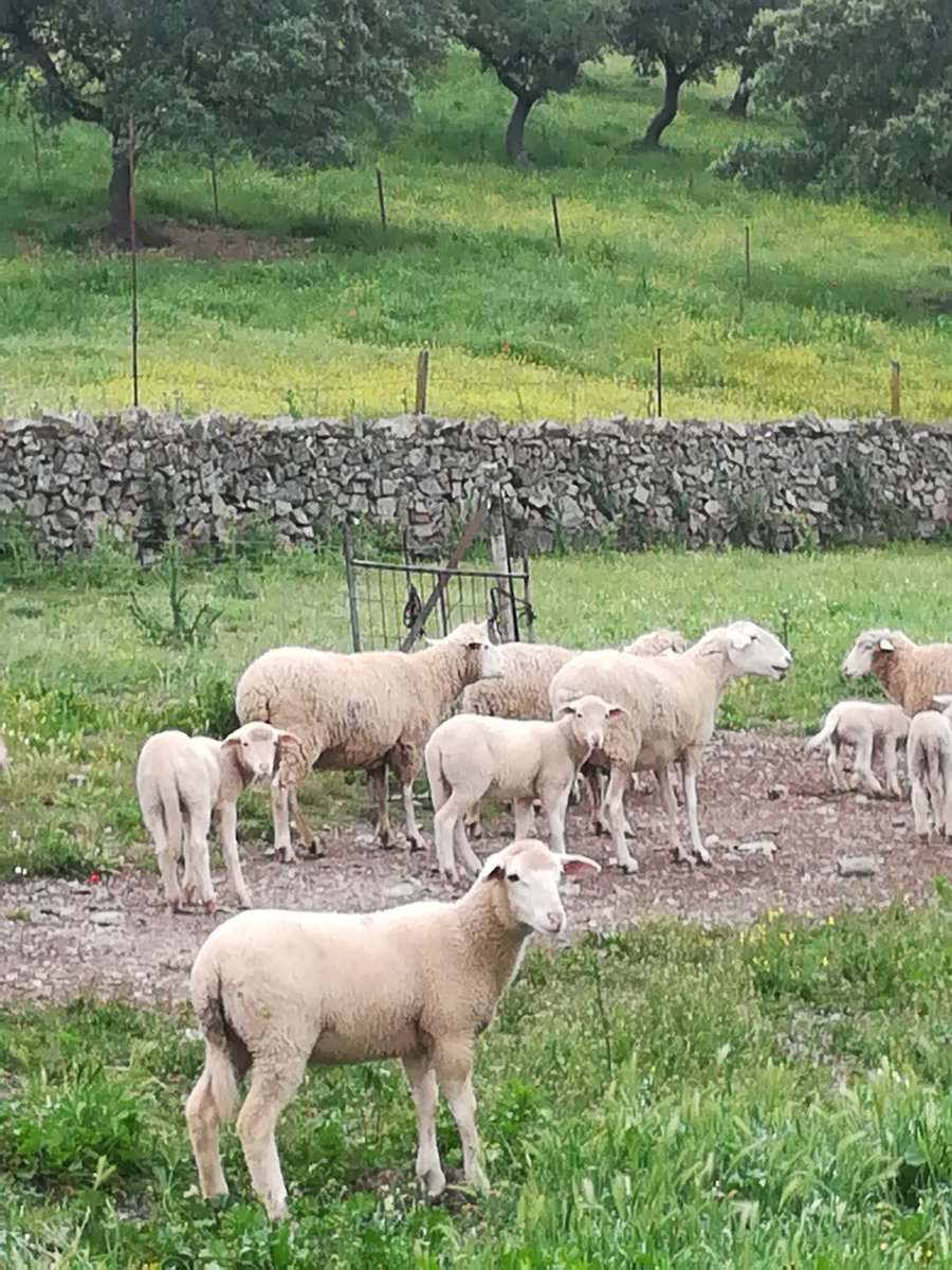 Acaba el estado de alarma pero no la emergencia alimentaria: 

✅Los Agricultores y ganaderos donan 12.000 kilos de patatas y 1.000 kilos de carne de cordero al Banco de Alimentos.

✅Y 1.000 kilos de patatas al comedor social de la Hdad. de la Macarena. 

bit.ly/311HHSh