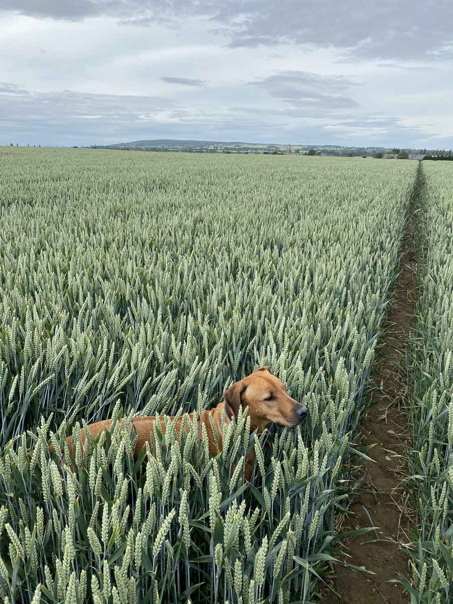 80ha block of Graham that is definately an exception not the standard this year. If only all our wheat looked like it!! #harvest2020 #farming #Shropshire #rhodesianridgeback