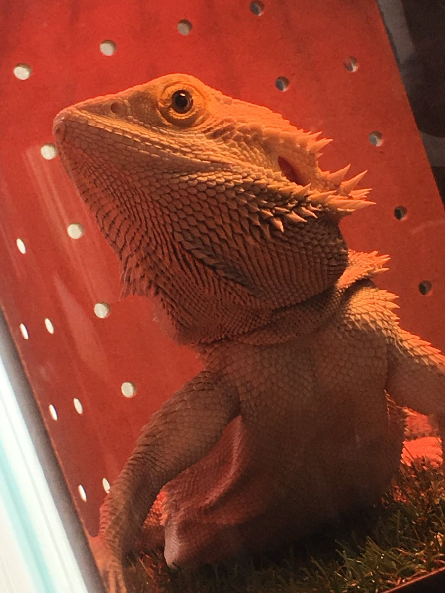 目がくりっとかわいい🤩ふうちゃん(*´ω`*)
#ふうちゃん#フトアゴヒゲトカゲ