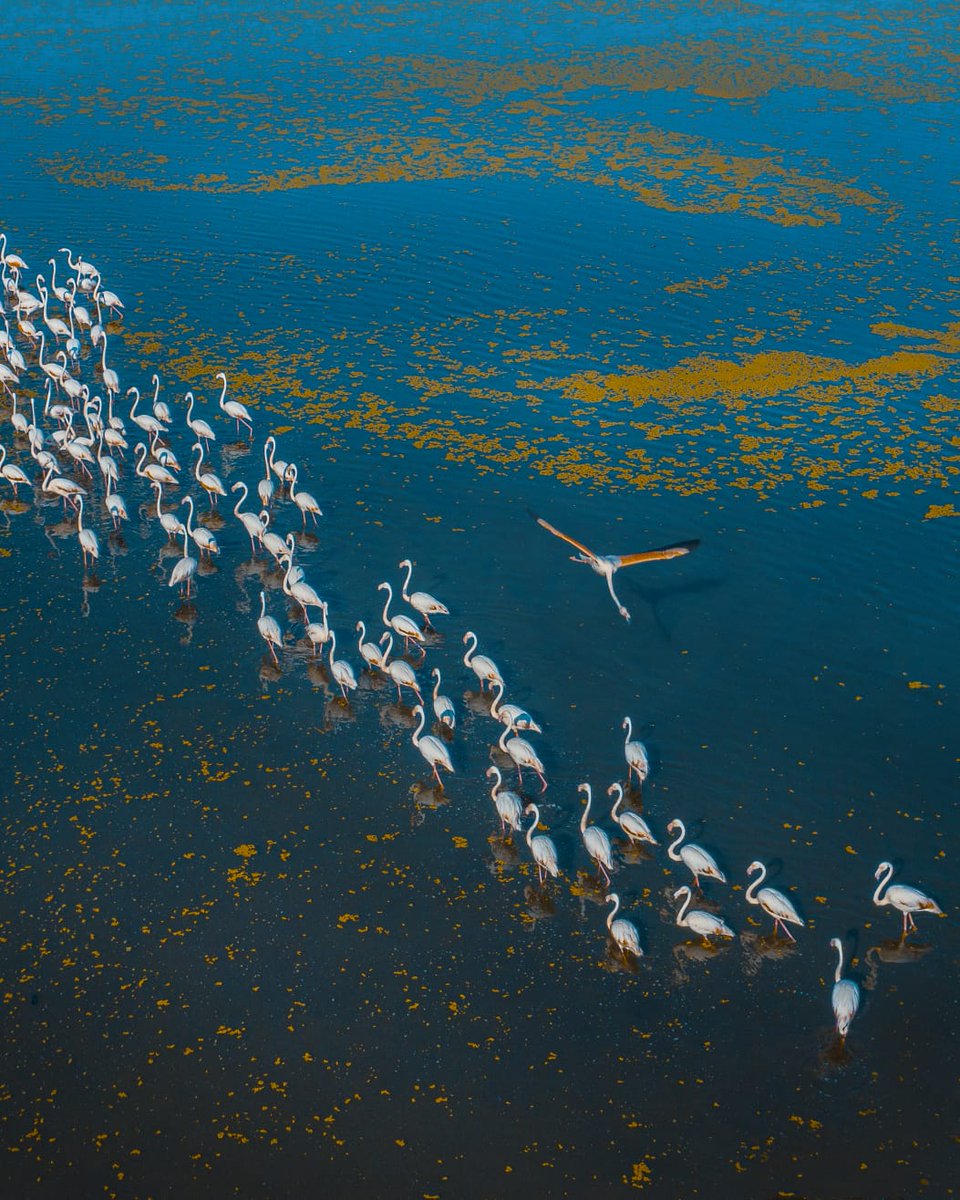 visit_afyon's tweet image. 🦩Burası Afyon'un #Eber Gölü... 
Göl şimdilerde yüzlerce flamingoyu misafir ediyor... 

📸@cagriselek