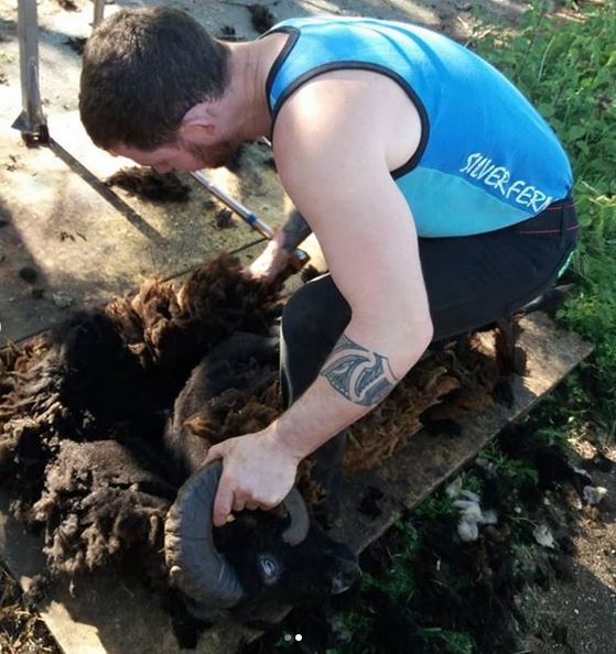 Ecomouton's tweet photo. [Actualité]🐑🐐Ces dernières semaines, nos bergers se sont occupés de tondre les moutons sur la région Île de France.
Les voilà plus légers pour supporter l'été qui arrive à grand pas !
#ecomouton #ecopaturage #tontedemoutons #moutons #ouessant #moutondouessant https://t.co/2dCEtm9teT