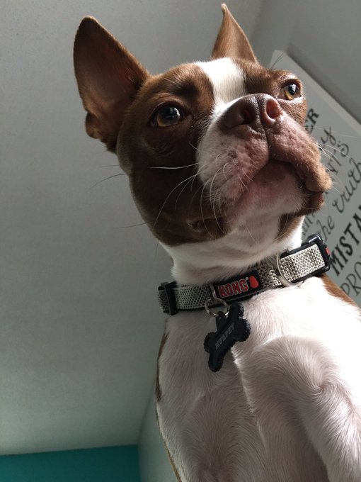 My current view. #puppy https://t.co/yV8yErHOWQ<a href="/tag/puppy"class="tags">#puppy</a>