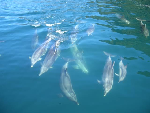 we get normal sea life, often dolphins they follow you while youre on a boat its so cute.. so do orca whales