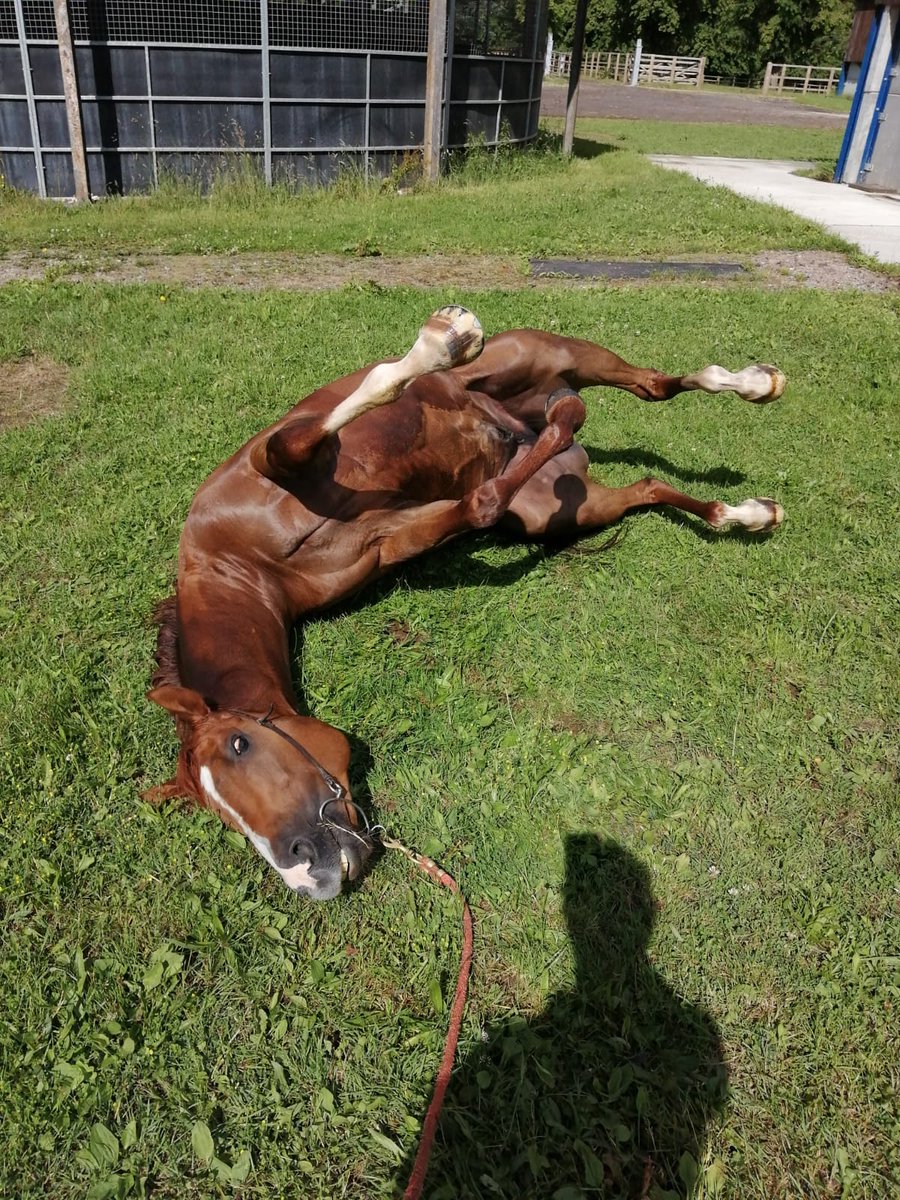 Amytaylor23Amy's tweet photo. Best of luck to national anthem at Ayr today... Yesterday having a nice roll after his canter https://t.co/lc2srZQ2Cz