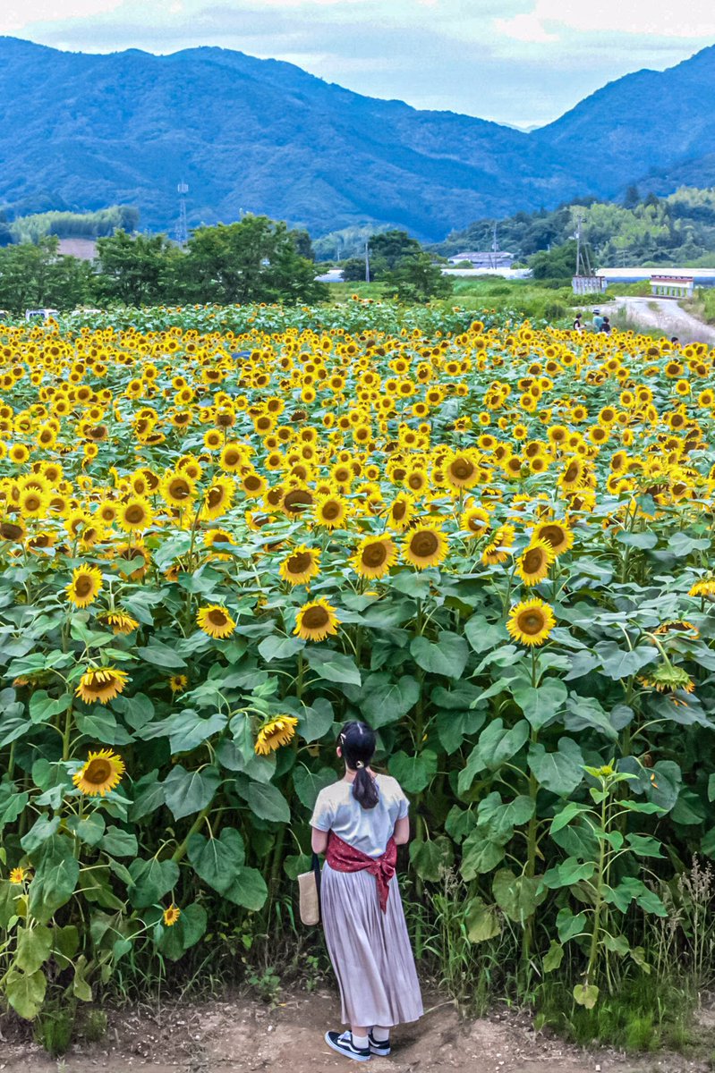 Naoto ひまわりの背の高さには驚くね ひまわり 向日葵 高知県 高知 写真好きな人と繋がりたい カメラ好きな人と繋がりたい T Co Blifbhag7h Naoto ひまわりの背の高さには驚くね ひまわり 向日葵 高知県 高知 写真好きな人と繋がりたい カメラ好きな人と繋がりたい T Co Blifbhag7h