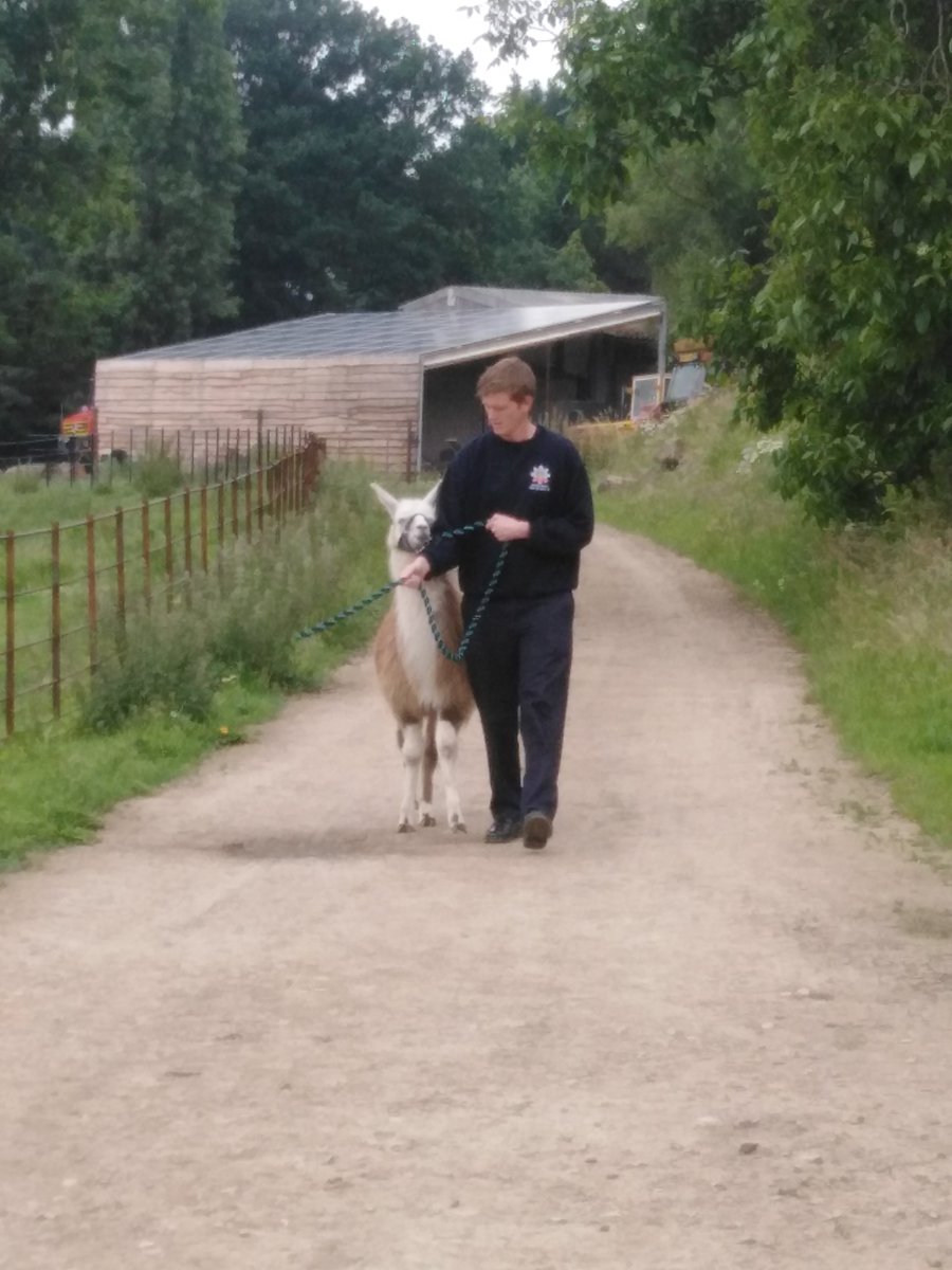 AlfretonFireStn's tweet image. White Watch visited Carnfield Hall and their 15 llamas with the animal rescue equipment to learn more about llama handling and behaviour.  Many thanks to Heidi and the team! #notjustfires