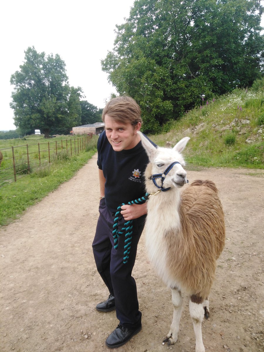 AlfretonFireStn's tweet image. White Watch visited Carnfield Hall and their 15 llamas with the animal rescue equipment to learn more about llama handling and behaviour.  Many thanks to Heidi and the team! #notjustfires