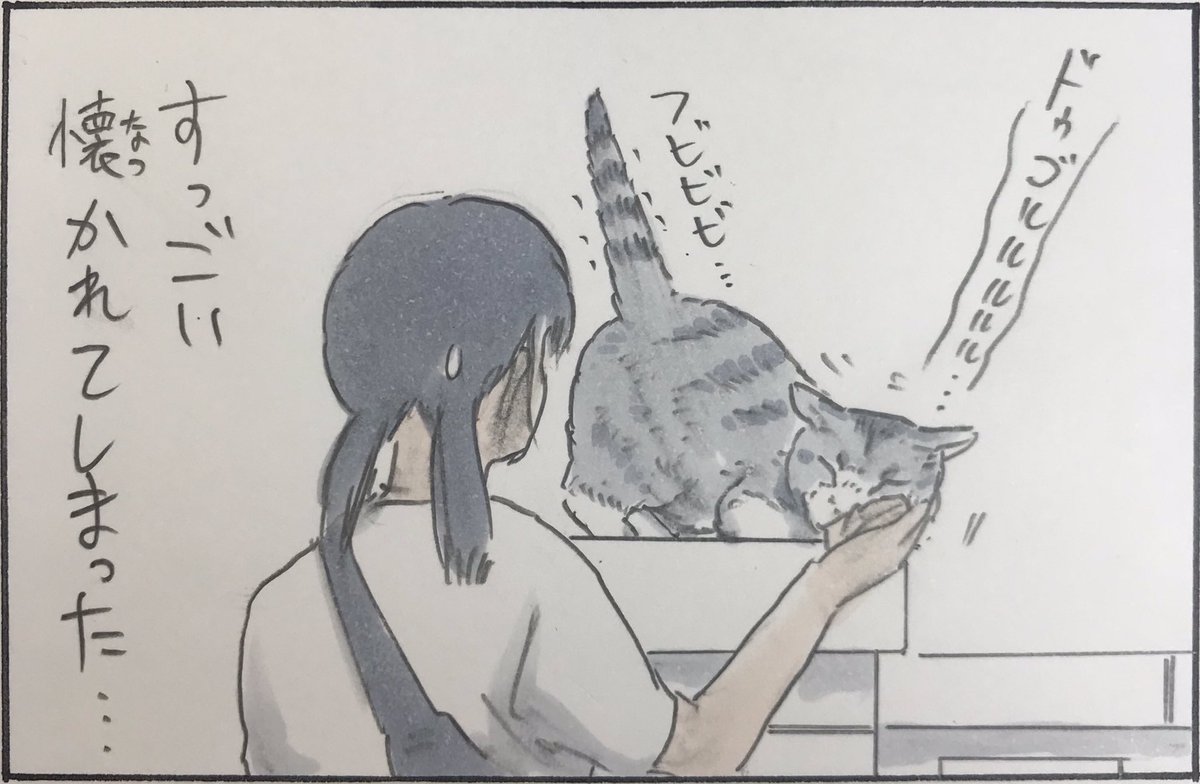 『ノラ猫ファイル』 