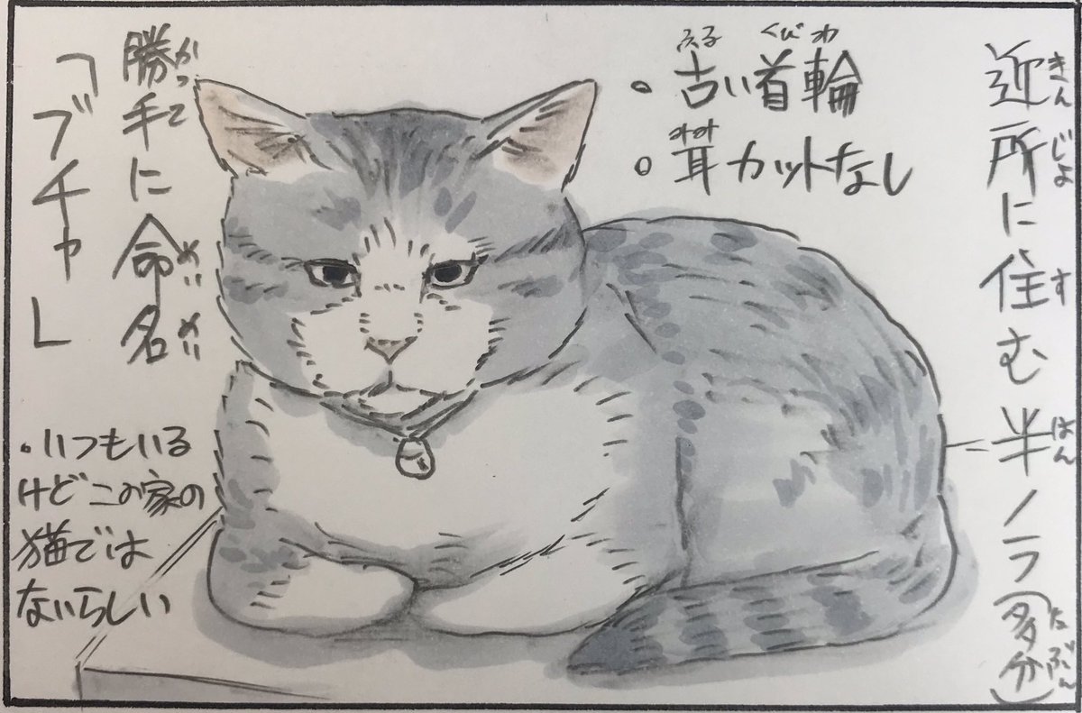 『ノラ猫ファイル』 