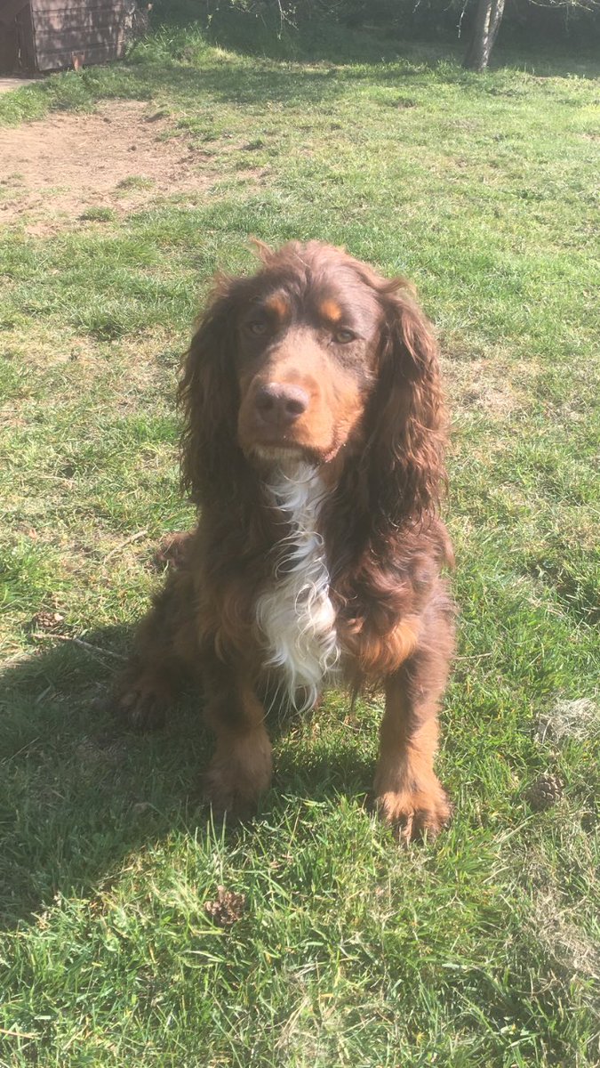 SpryAbby's tweet photo. ❗️STOLEN ❗️ ON THE 25th/26th MAY. FROM Nr #Woodbridge  #Suffolk #IP12 Male cocker spaniel, liver &amp; tan with a white chest. 1.5 years old. We had another cocker stolen at the same time that was later found and handed into Ark Vets #chistlehurst #kent #BR7 https://t.co/6I5qkPsRMI