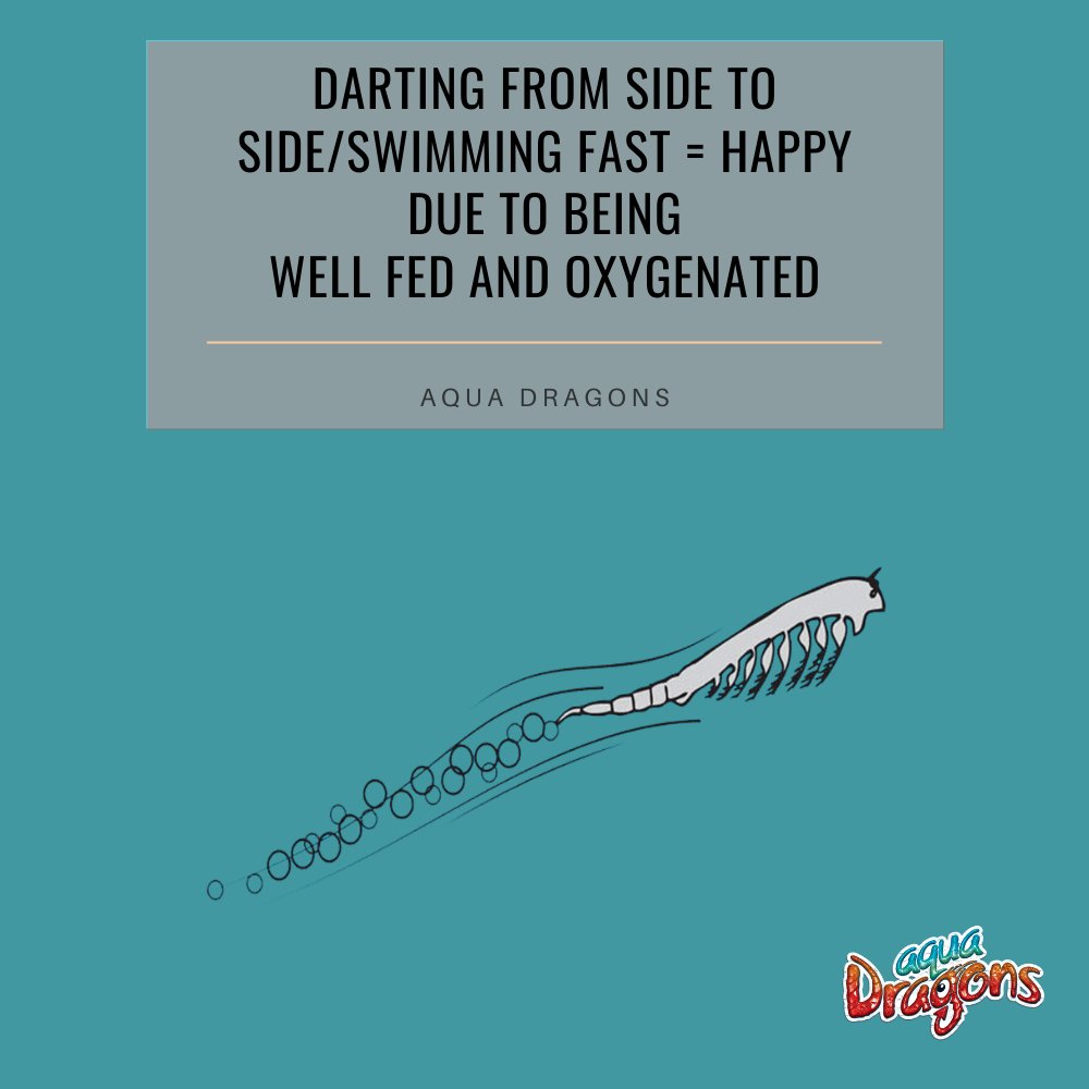 AquaDragonsHQ's tweet photo. Do you know why Aqua Dragons swim fast?

Want to learn more about Aqua Dragons?
Visit 👉🏻 https://t.co/Z0QoJsHozy

#didyouknow #aquadragons #aqua.dragons1 #underwater #artemia #aquarium #sciencetoy #eggs #reproduction #stem #lifecycleproject #life #brineshrimp #Artemiasalina https://t.co/HIxTGXDJ5F