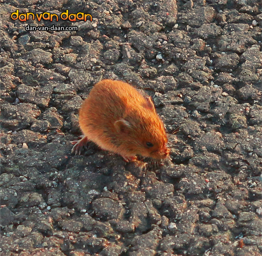 danvandaan's tweet photo. We recently had a nice #evening walk on #Dyade Island. 😎 Then we met this little #mouse.  She enjoyed the #evening #sun like we did. 🌞

Stay healthy!

#loungemusic #chilloutmusic #newalbum #stayhome #intimesofcorona #socialdistancing https://t.co/jM0o6PTdo0