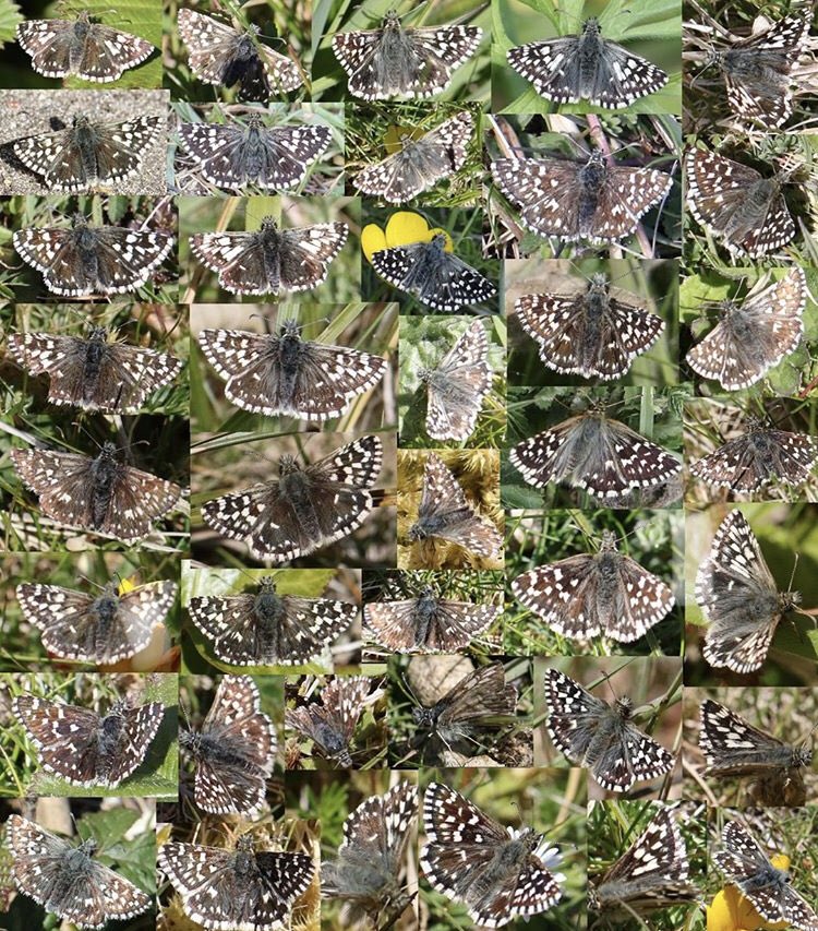 dynamicdunes's tweet photo. It’s #NationalInsectWeek 🦋 How many grizzled skipper #butterflies can you spot in one day? Well, when you're doing a butterfly survey on Penhale Dunes #Cornwall, quite a lot!

This is a montage of 40 different grizzled skipper, taken over the two days of surveys by @CerinPoland https://t.co/QvkivsQvSq