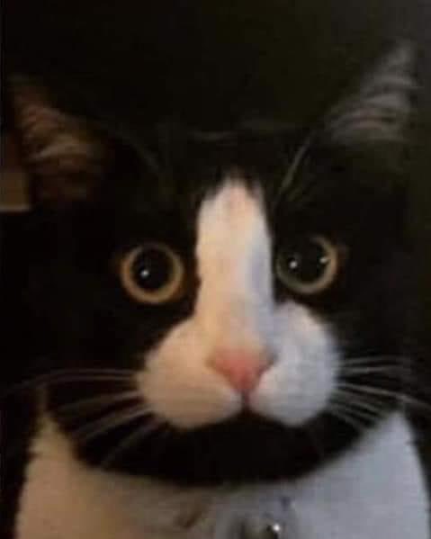 MohAviion's tweet image. Avouez mon chat il est trop bg